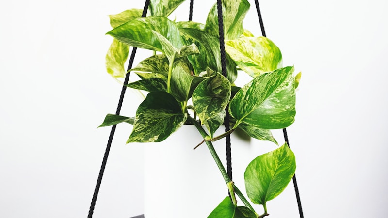 欧洲足球联赛直播现场观众欢呼庆祝进球瞬间